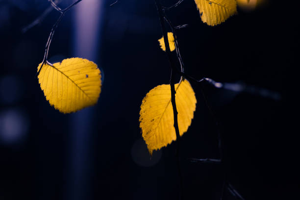autumnal colored leaf in backlit