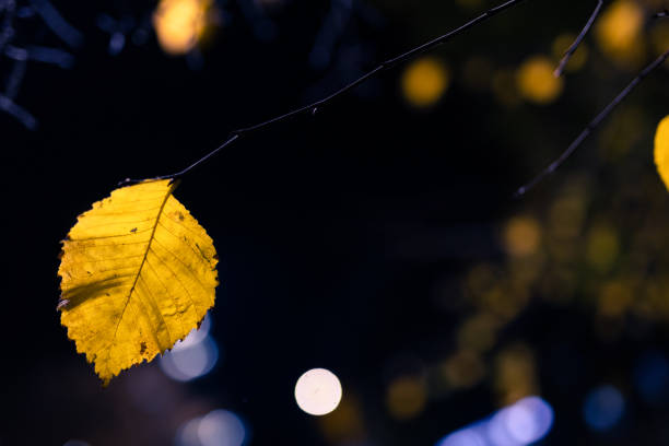 Yellow leaves in the light of street lamps. Night. Lights in background. Centre of Cracow.