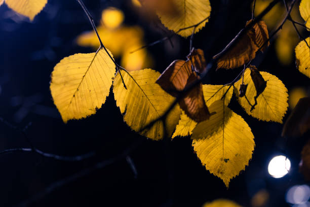 istock Autumn Leaves at Night 2185086976