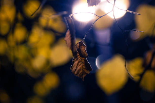 Yellow leaves in the light of street lamps. Night. Lights in background. Centre of Cracow.