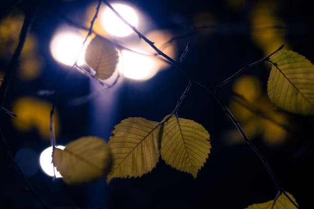 Yellow leaves in the light of street lamps. Night. Lights in background. Centre of Cracow.