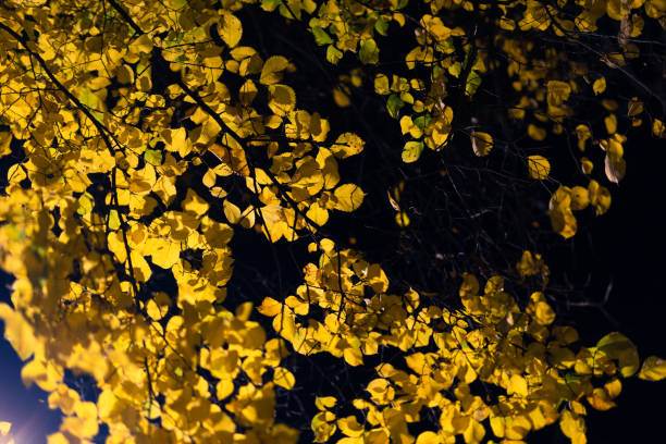istock Autumn Leaves at Night 2185087106