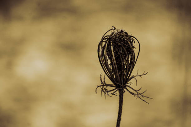 A close-up of a wilted plant