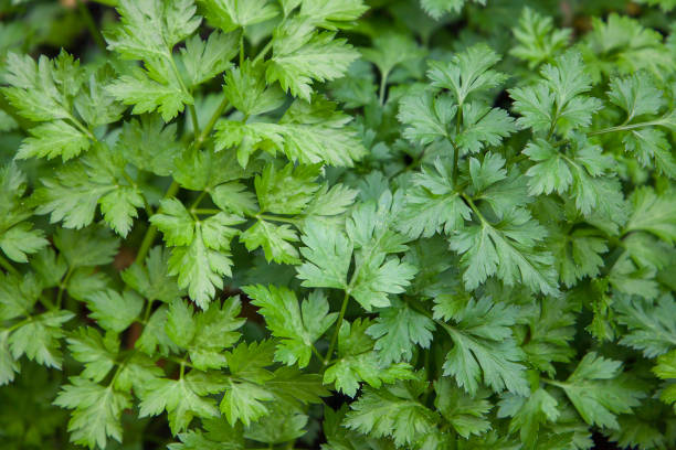 istock parsley leaves in the garden 2185087275
