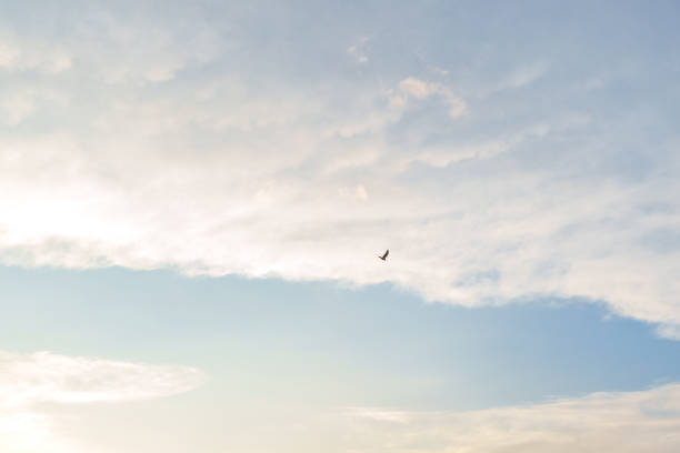 istock A Bird's-Eye View of Serenity 2185088268