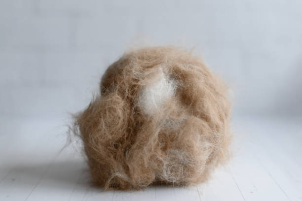 istock large lump of cat hair 2185090332