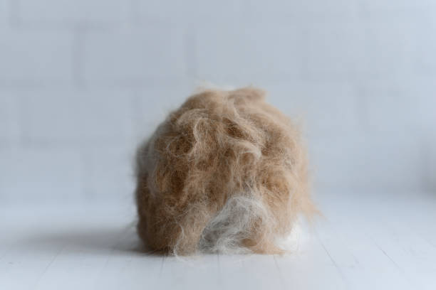 istock large lump of cat hair 2185090366