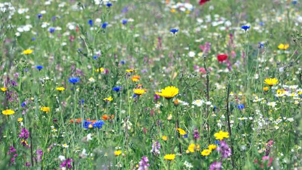 istock A meadow with spring flowers. Natural colorful landscape 2185092488