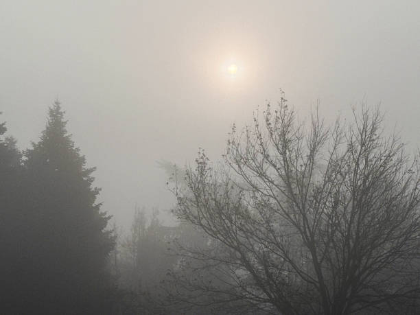 Cemetery park with Fog