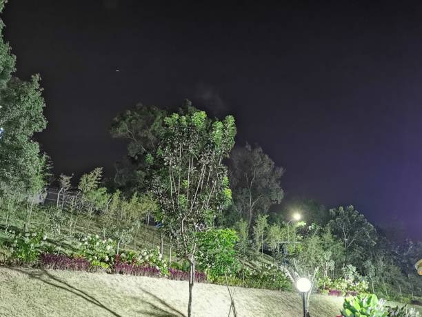 istock trees and garden lights in the park at dark night 2185093586
