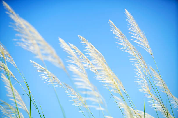 Gentle grass blades sway softly under a vibrant blue sky, creating a serene and peaceful atmosphere. This image captures the essence of nature in a delightful outdoor setting.