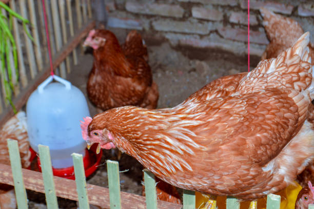 Several brown chickens inside a small enclosure with a water dispenser and a red feeder. The chickens appear healthy and active.