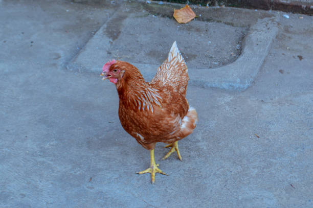 Brown Hen Walking on Concrete Ground
