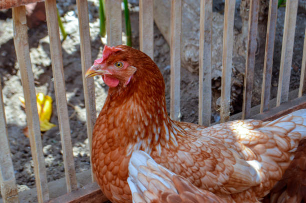 A close-up of a brown hen with white feather patterns, standing inside a wooden enclosure. The hen's detailed plumage and vibrant colors make it visually striking.