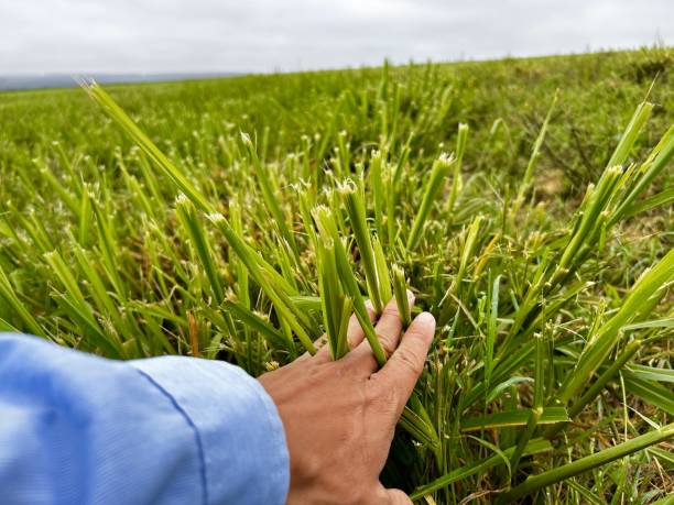 istock Grass pasture management on rotational system. Pickets rotational high intensive project under fertilization 2185096808