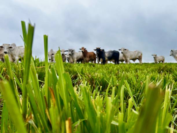 istock Herd of nellore bovine animals on high intensive grass system project. Livestock ranch 2185096833