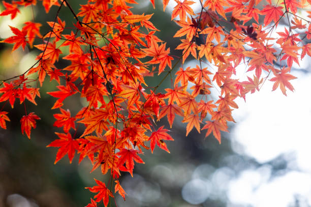 istock autumn, red leaves, leaves 2185097691