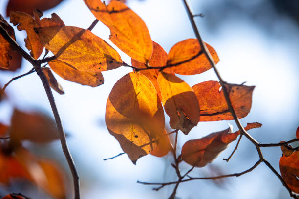 autumn, red leaves, leaves
