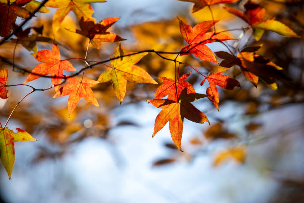 istock autumn, red leaves, leaves 2185098079
