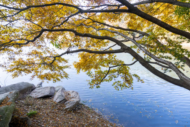 autumn, red leaves, leaves