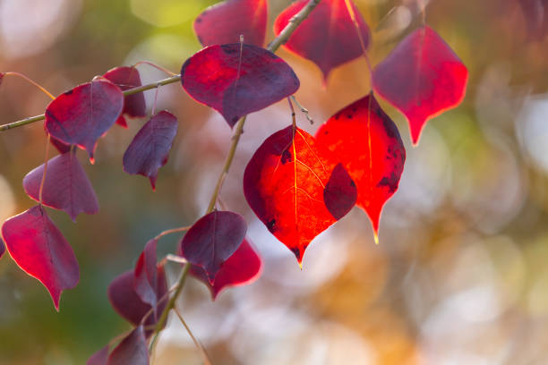autumn, red leaves, leaves