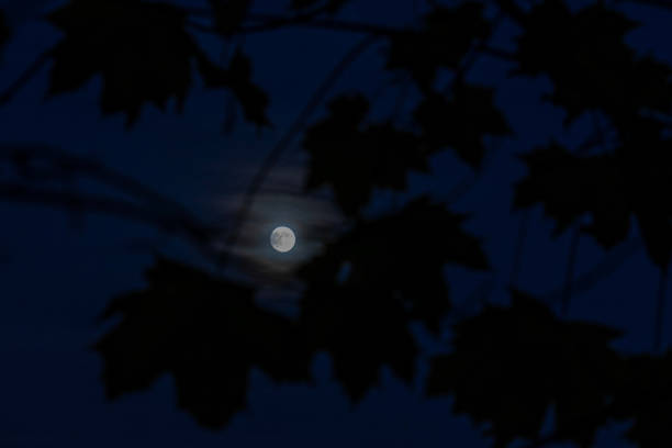 A photograph of autumn leaves silhouetted by a full moon known as the Beaver Super Moon. The photograph was produced in a wooded area in Manchester, Northwest England