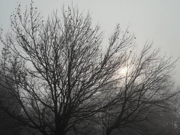Cemetery park with Fog