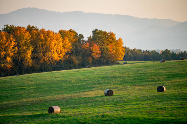 istock Round Straw bale on green autumn meadow. Orange leafs in background 2185101515