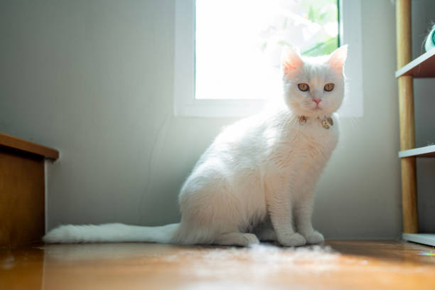 istock Fluffy white cat sitting on Floor gazing attentively in soft morning light from window. 2185102535