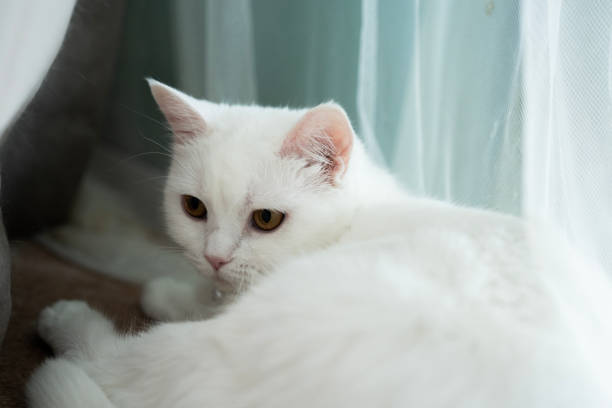 Beautiful Black and White Turkish Angora Cat Portrait in Home Interior. Bottom View. Milano, Italy