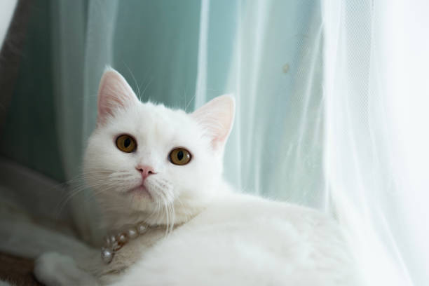 istock White Scottish cat head at curtain looking away with curious and amazed emotion expression. 2185102629