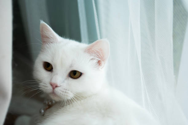 istock White Scottish cat head at curtain looking away with curious expression. 2185102633