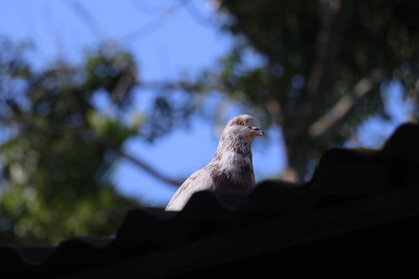 istock The Graceful White Pigeon Raw Picture 2185102635