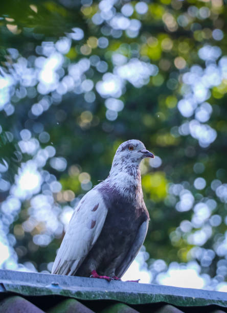 istock The Graceful White Pigeon Raw Picture 2185102705