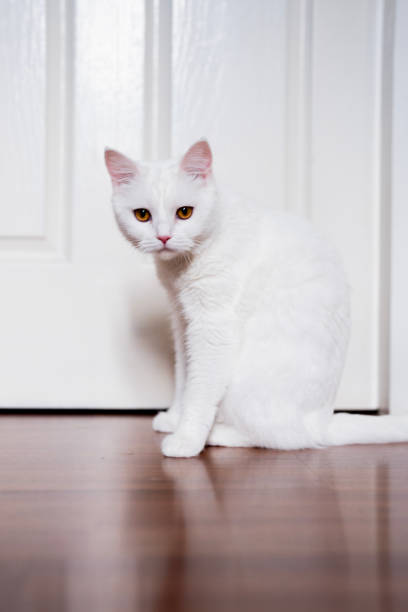 istock Fluffy white cat sitting on floor gazing attentively in soft morning light and shadow on floor. 2185102748
