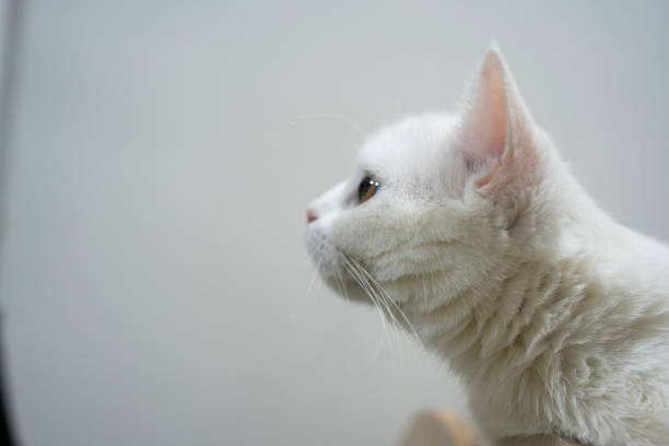 White Scottish cat head at curtain looking away with curious and amazed interested emotion expression.
