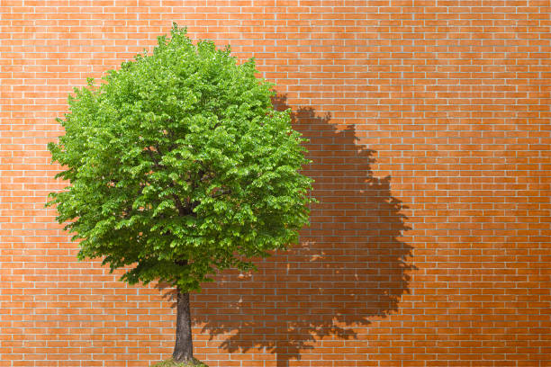 Lone tree with green leaves against a brick wall - Concept with copy space