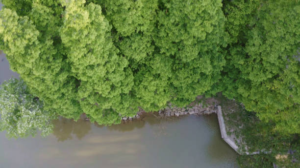 istock Windbreak forest,Shelter Forests,Cedar,Metasequoia,China,Asia. 2185107410