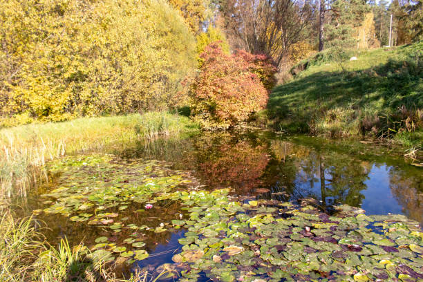 A charming small pond in autumn features blooming water lilies, reflecting the rich colors of the season and enhancing the natural beauty