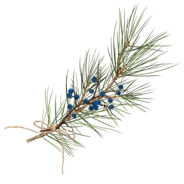 istock Spruce twig and winter berries. Watercolor digital illustration. Pine branch with blue berries isolated on a white background. Christmas bouquet tied with twine. Blackthorn and wild grapes 2185107690