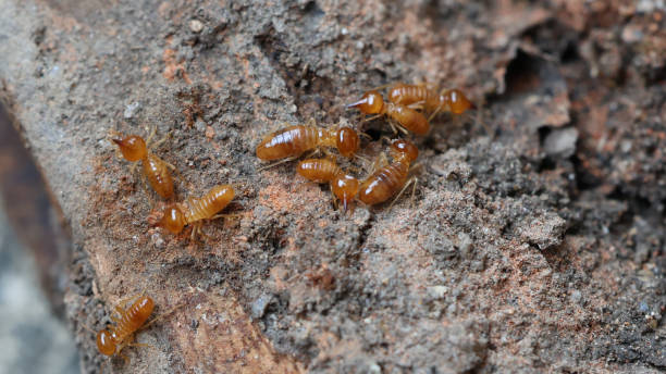 istock Termites are small insects that live in underground nests and termite mounds. Termites can consume wooden structures of a house and other parts such as wooden floors, windows, doors, and furniture. 2185108073