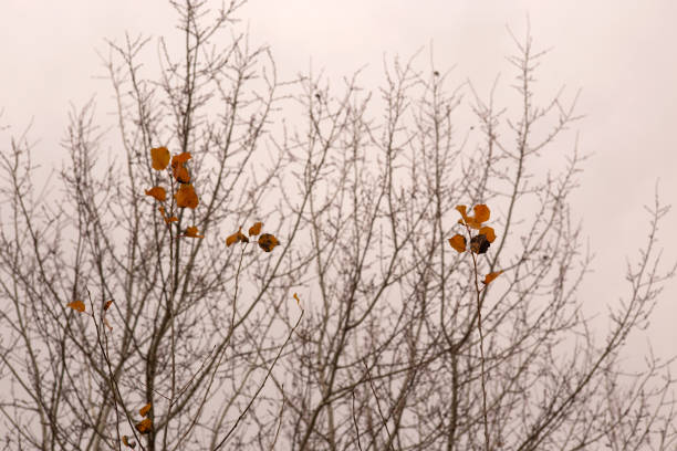 A close-up of the branches of a weeping beech tree in winter, shot during the morning.