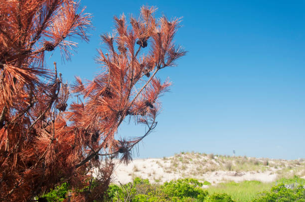 The historic fire island national seashore on long island new york on a sunny day.
