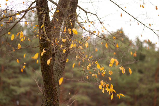 Background.Yellow tree among pine.Autumn colors.