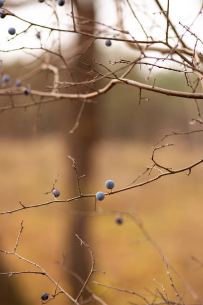 istock a selective focus shot of a small white berry with blurred background 2185109529