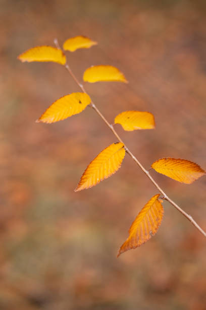 autumn leaves in the park