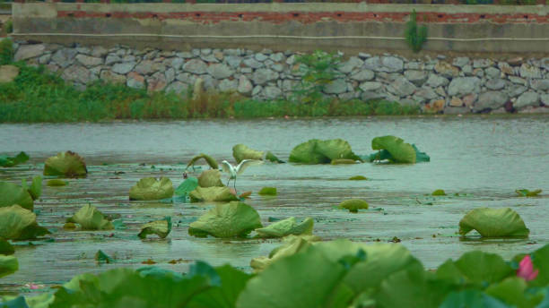 Lotus Flower,China,Asia.