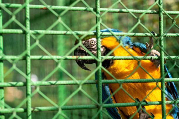 Macaw parrot standing in cage stock photo Macaw parrot standing in cage stock photo Bird cages stock pictures, royalty-free photos & images