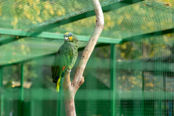 Amazon parrot in the cage at the zoo