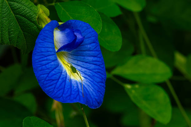 istock View of single blooming blue Butterfly Pea Flower 2185112683